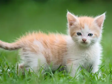 如何不绝育防止猫咪怀孕？想知道的看过来！