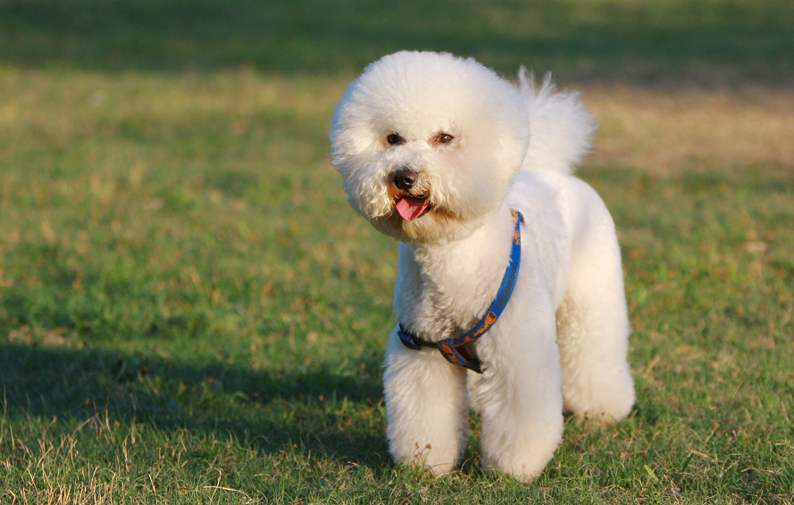 分不清博洛尼亚比熊犬和比熊犬？一起来看看