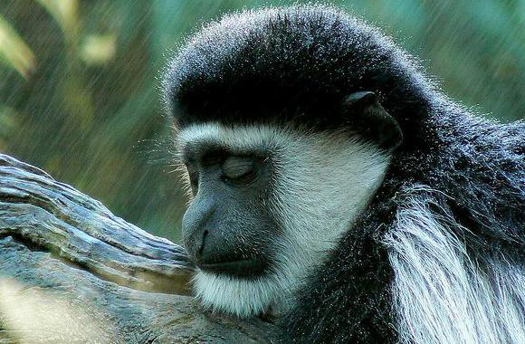 西非黑白疣猴的小科普，不来看看吗～