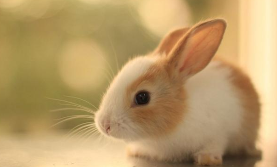 一起来看看兔子一般是单只养还是成双养得好？