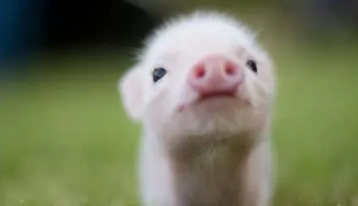 一只猪最多能活多久？答案在这里。