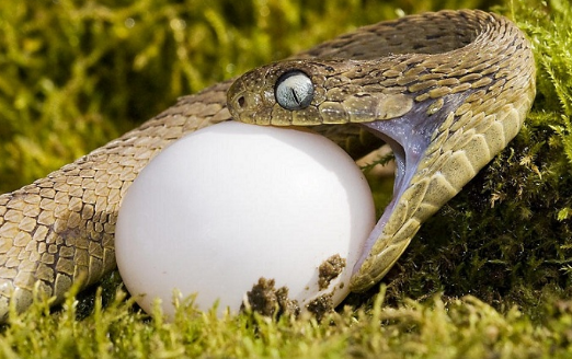 没有毒的食蛋蛇，究竟是如何“吃蛋”的？