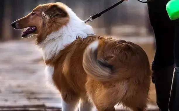犬舍的日常管理和犬舍狗的饲养须知