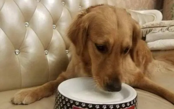 萌宠课堂：狗狗钙片和钙粉哪个比较好 狗狗吃钙片还是钙粉好？