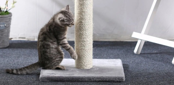 猫抓板的种类，如何教猫咪使用猫抓板
