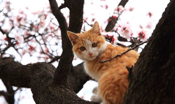 春节期间，猫咪寄养或带回老家注意事项