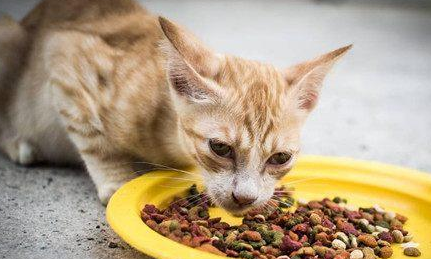 猫为什么突然不吃猫粮？原因很简单