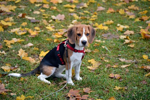 比格猎犬的这些常见疾病，铲屎官们一定要上上心