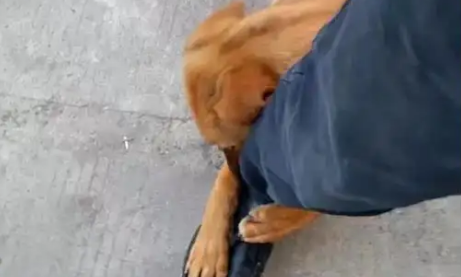 为什么狗狗喜欢咬裤脚？它在表达这些意思