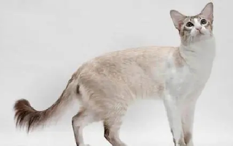 巴厘猫寿命是多久？快来这了解一下！.png