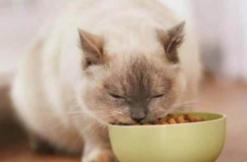 馋不腻猫粮，一款诚意满满的猫粮，品质值得放心