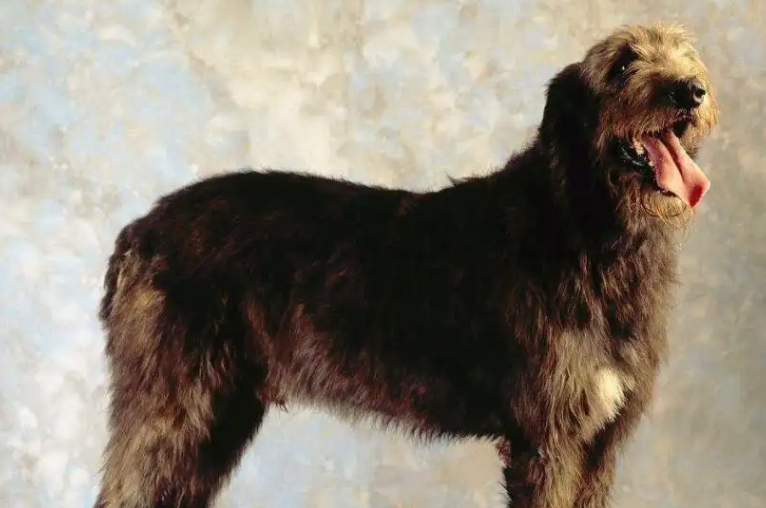 爱尔兰猎狼犬呕吐怎么办？不清楚的赶紧看看！