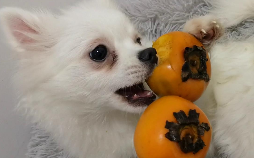 狗能吃柿子吗？