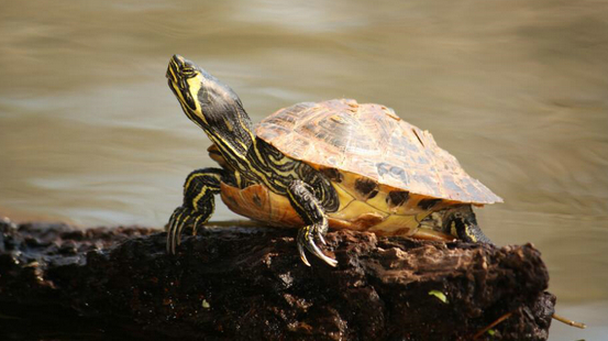 黄腹滑龟可以和鱼一起养吗？这里有答案！