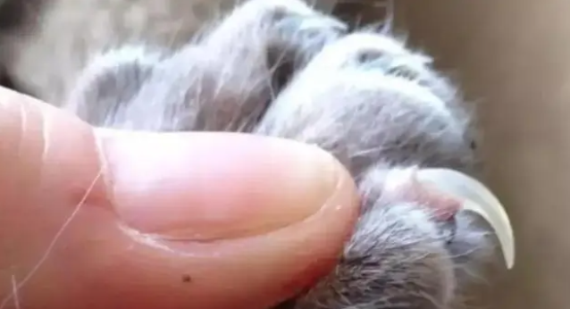 猫咪如何剪指甲？正确方法看这里！