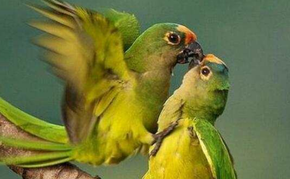 适合家养的绿颊锥尾鹦鹉，寿命竟然可以达到25年！
