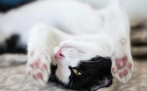 猫总是不老实地伸爪抓沙发，这是为何？为啥买了猫抓板猫也不用？