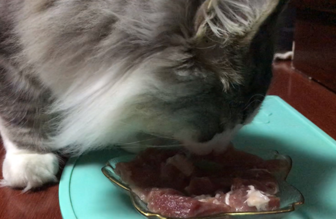 你们说，为什么兽医不让猫吃生骨肉？