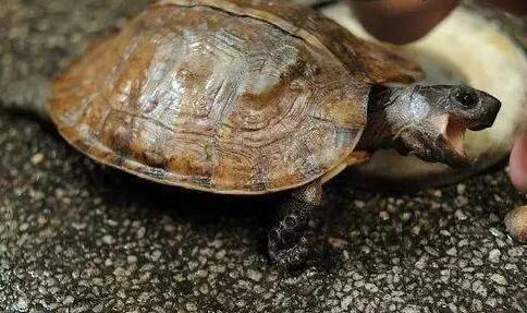 不知道扁东方龟长多大？看这里！