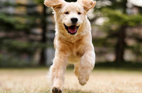 金毛幼犬腿瘸还能长好吗？试试这些方法！