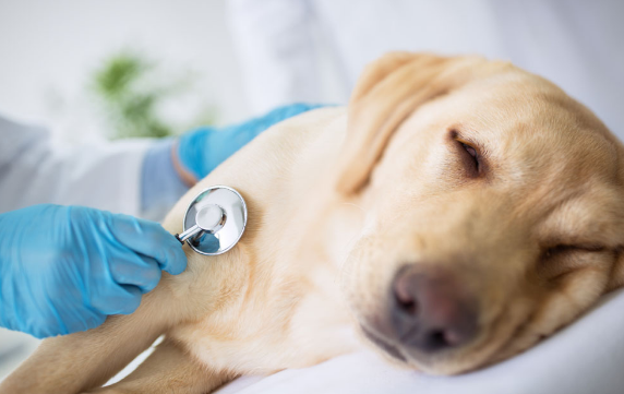 狗狗急性肾衰竭怎么治？方法都在这里
