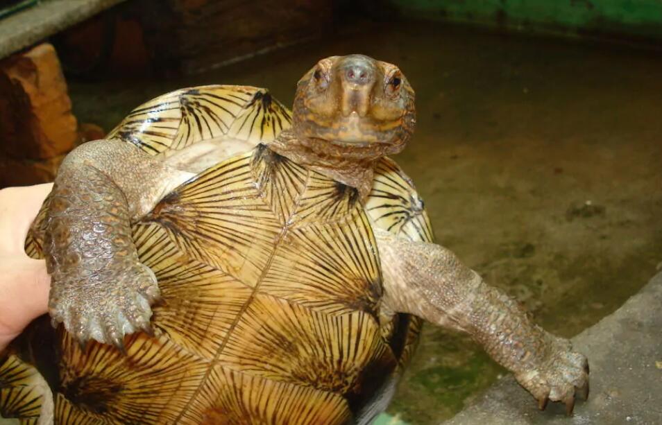 胆大皮实的亚洲巨龟，你认识吗？