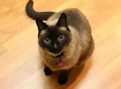 今日话题：12个星座最适合养的猫是什么？