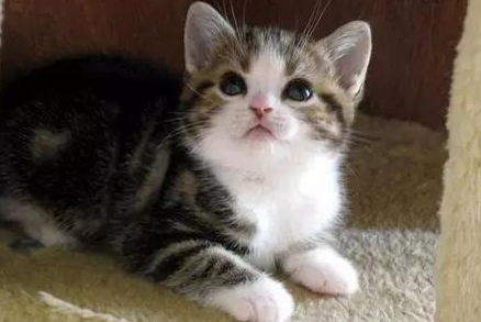今日话题：12个星座最适合养的猫是什么？