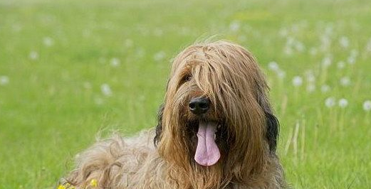 怎样给伯瑞犬驱虫？这篇文章给你答案！