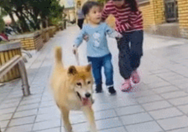 20岁柴犬每天带孩子上街遛弯，网友惊了：怎么做到的？