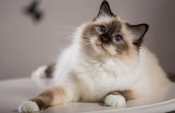 和巴厘猫相处过程中，这几点要注意！