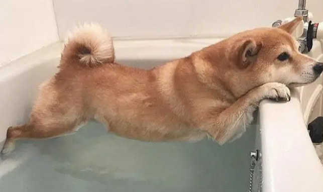 为什么你家的狗总是讨厌洗澡？可能你做错了这几件事！
