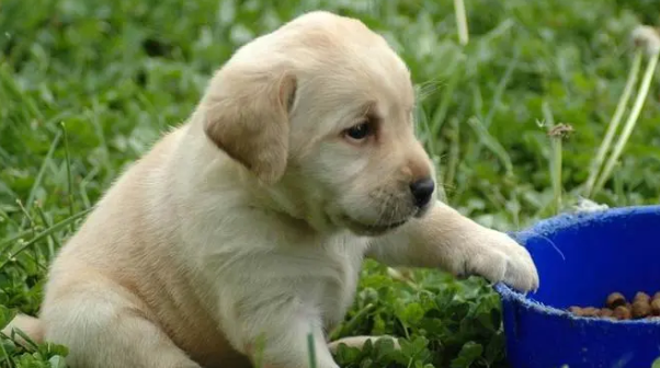 拉布拉多犬怎么养最好？方法如下