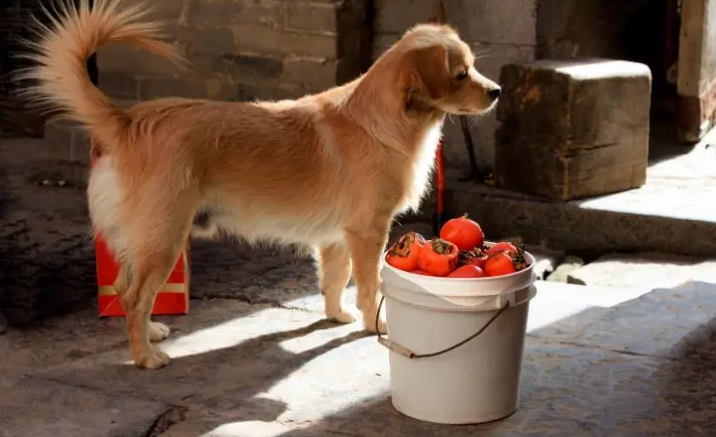 狗能吃柿子吗？