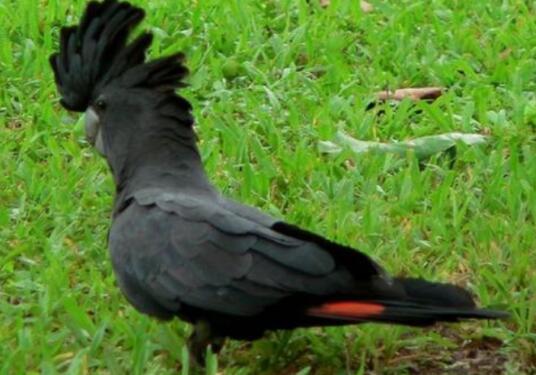 传说中的“黑凤凰”——红尾黑凤头鹦鹉