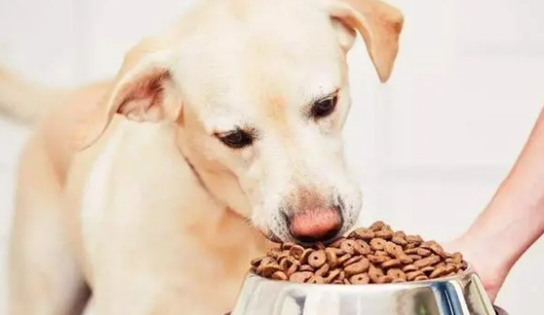 一种狗粮吃多久才换，给狗子换狗粮要注意什么？