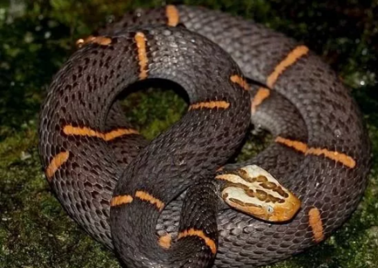 以绝食出名的“毒蛇”——喜玛拉雅白头蛇