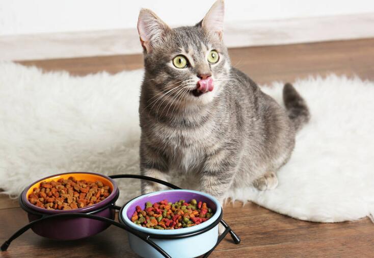 话说，猫咪好几天不吃饭了怎么办？