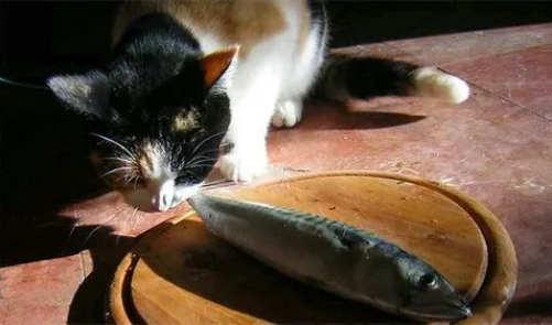 如何让猫咪健康安全地吃鱼？这篇文章请码住！