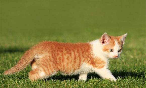 猫咪是色盲吗？原来这才是猫咪眼中的世界