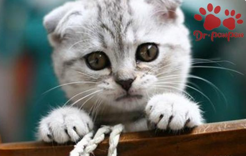 普安特：猫咪出现泪痕现象是什么原因？如何预防泪痕出现