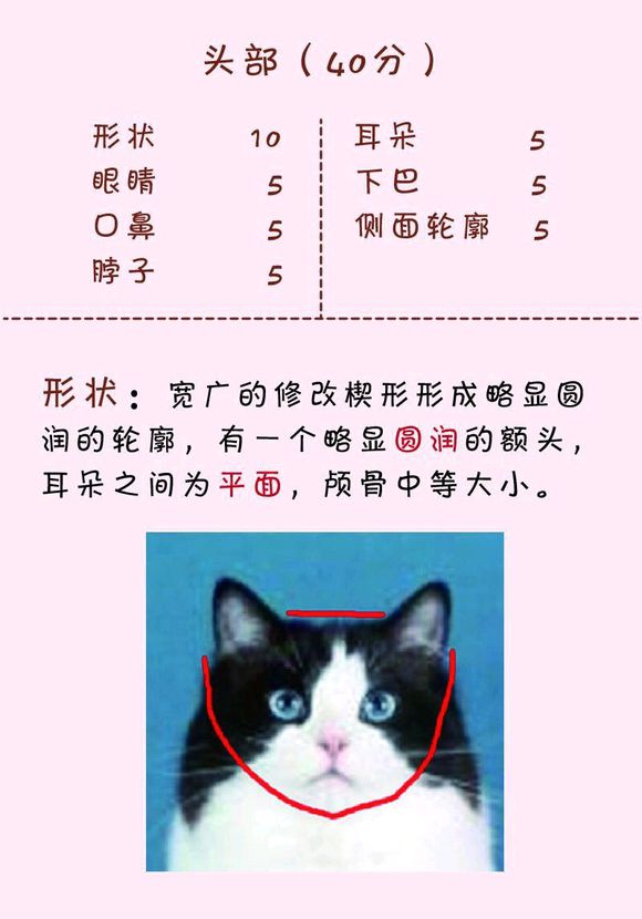 猫发腮前后对比 不是所有猫都会发腮哦！