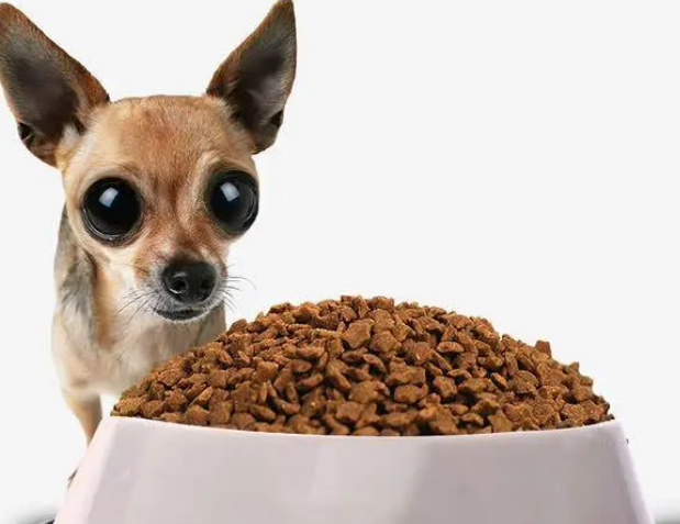 一种狗粮吃多久才换，给狗子换狗粮要注意什么？