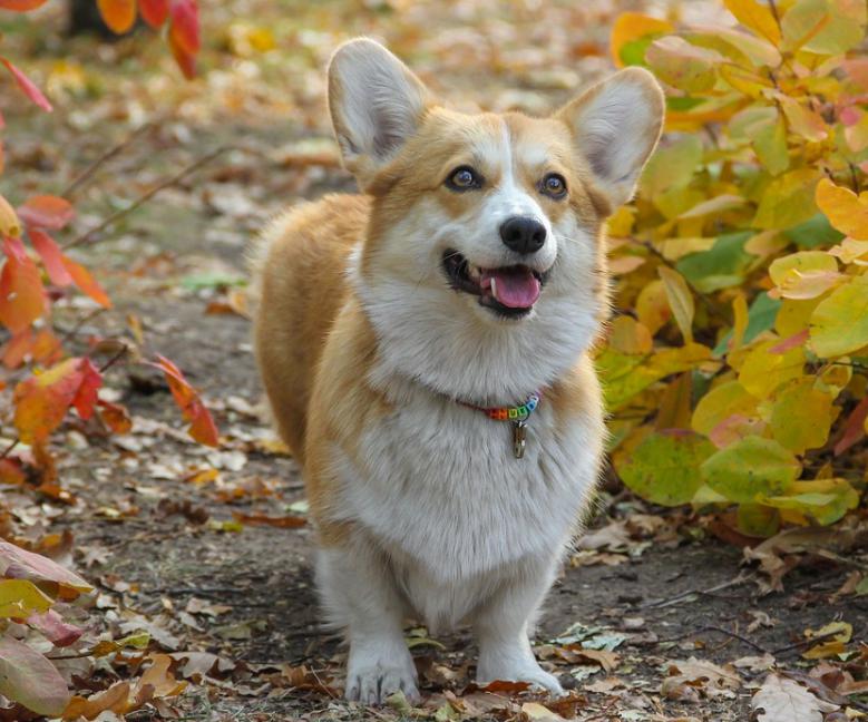 你以为柯基犬只有萌点？这才是它的正确打开方式……