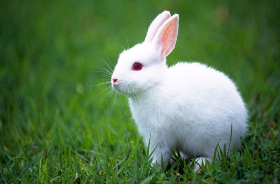 一起来看看兔子一般是单只养还是成双养得好？