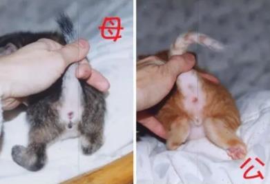 三个月的小猫怎么分辨公母 可以观察猫咪的肛门部位