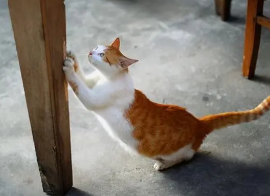 怎么训练猫使用猫爬架？