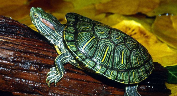 巴西龟冬眠放哪里比较合适？