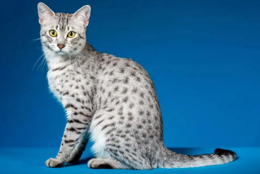 不知道埃及法老猫是什么品种？