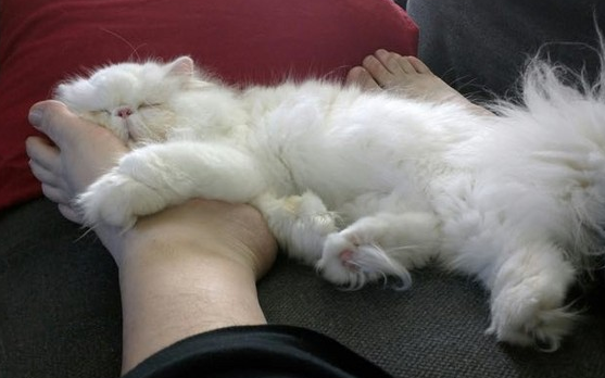 猫躺在主人脚边的意义，你不知道吗？